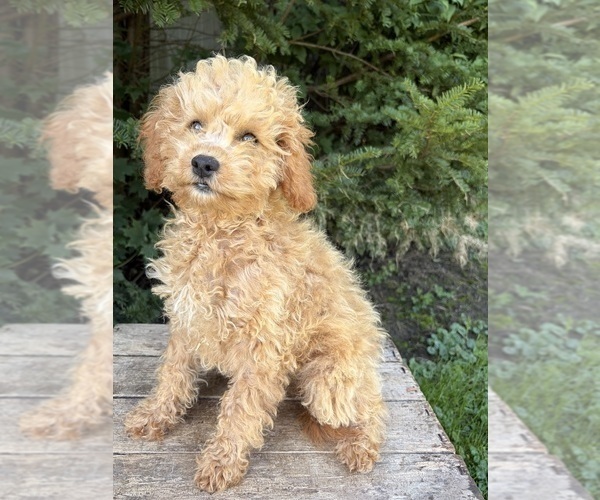 Medium Photo #3 Cockapoo (Miniature) Puppy For Sale in MIDDLEBURY, IN, USA