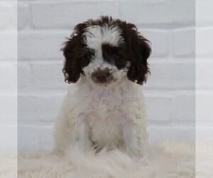 Cocker Spaniel-Poodle (Miniature) Mix Puppy for sale in FREDERICKSBG, OH, USA