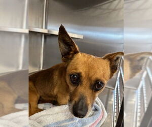 Chiweenie Dogs for adoption in Chula Vista, CA, USA