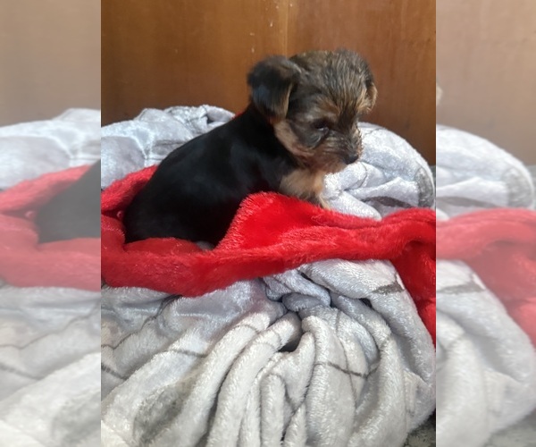 Medium Photo #3 Yorkshire Terrier Puppy For Sale in OCEANSIDE, CA, USA