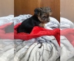 Small #2 Yorkshire Terrier