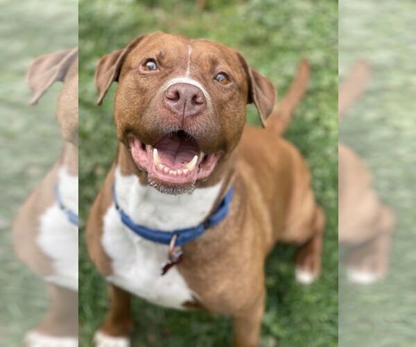 Medium Photo #16 Mutt Puppy For Sale in Mount Laurel, NJ, USA