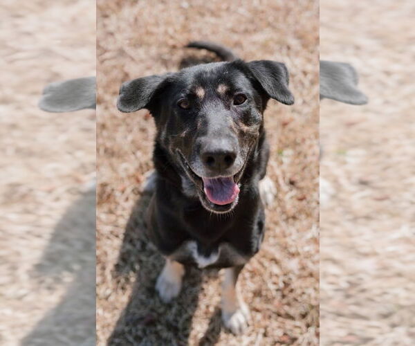 Medium Photo #1 Mutt Puppy For Sale in Elmsford, NY, USA