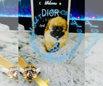 Small #9 Shih Tzu