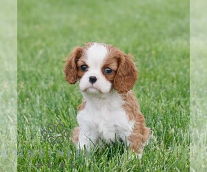 Cavalier King Charles Spaniel Puppy for sale in NARVON, PA, USA