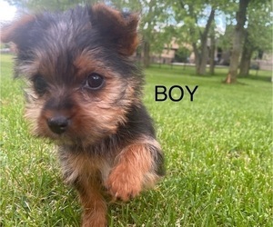 Yorkshire Terrier Puppy for sale in RICHMOND, MI, USA