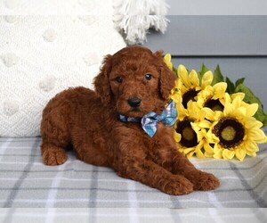 Poodle (Standard) Puppy for sale in COSHOCTON, OH, USA