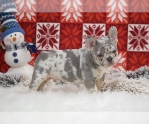 French Bulldog Puppy for sale in APPLE CREEK, OH, USA