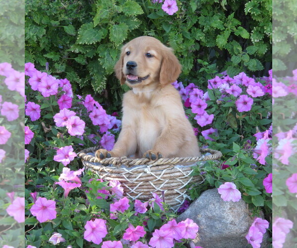 Medium Photo #6 Golden Retriever Puppy For Sale in THORP, WI, USA