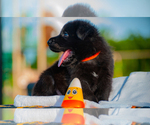 Puppy Gator German Shepherd Dog