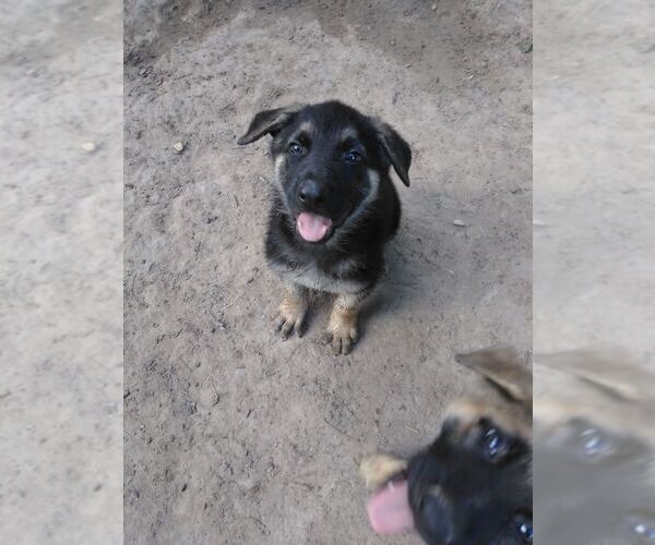 Medium Photo #4 German Shepherd Dog Puppy For Sale in QUINLAN, TX, USA
