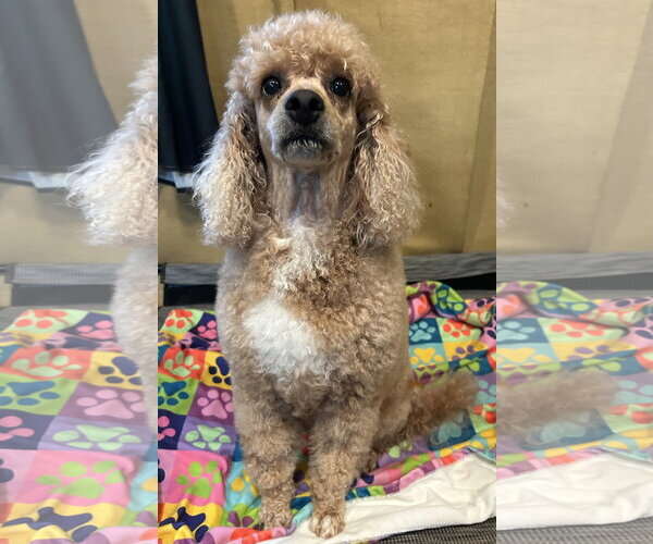 Medium Photo #4 Poodle (Miniature) Puppy For Sale in Pacolet, SC, USA