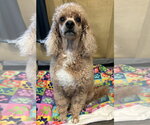 Small #3 Poodle (Miniature)