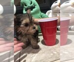 Small Photo #2 Yorkshire Terrier Puppy For Sale in HESPERIA, CA, USA