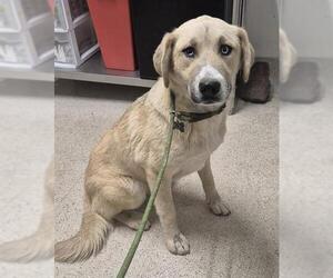 Pyrenees Husky Dogs for adoption in Bakersfield, CA, USA