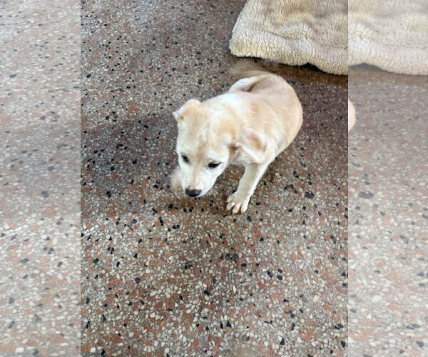 Medium Photo #5 Unknown-pomeranian spitz Mix Puppy For Sale in Sanford, FL, USA