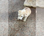 Small #4 pomeranian spitz Mix