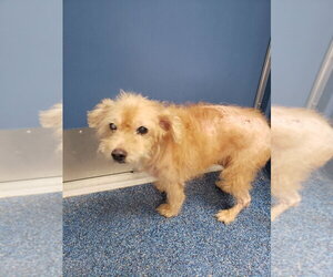 Mutt Dogs for adoption in Tarboro, NC, USA