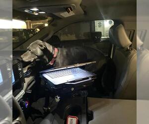 Labrador Retriever-Unknown Mix Dogs for adoption in San Antonio, TX, USA