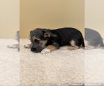 Small #1 Chihuahua Mix