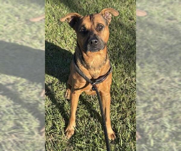 Medium Photo #1 German Shepherd Dog Puppy For Sale in Fort Lauderdale, FL, USA