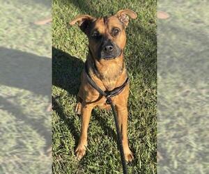 German Shepherd Dog Dogs for adoption in Fort Lauderdale, FL, USA