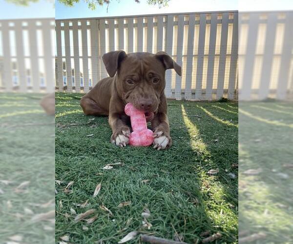 Medium Photo #1 Mutt Puppy For Sale in Fremont, CA, USA