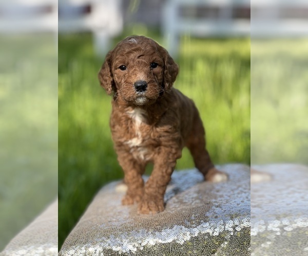 Medium Photo #6 Goldendoodle (Miniature) Puppy For Sale in SCHOHARIE, NY, USA