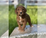Small Photo #6 Goldendoodle (Miniature) Puppy For Sale in SCHOHARIE, NY, USA