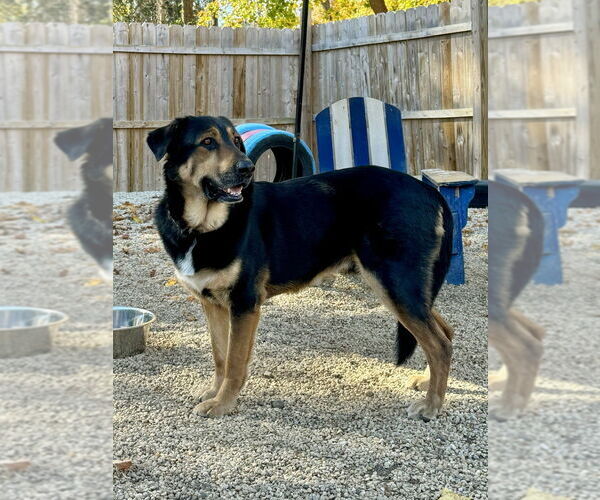 Medium Photo #11 Mutt Puppy For Sale in Brewster, NY, USA