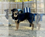 Small #10 Mutt