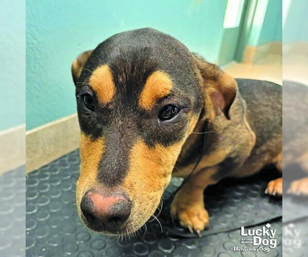 Medium Photo #4 Dachshund-Unknown Mix Puppy For Sale in Washington, DC, USA