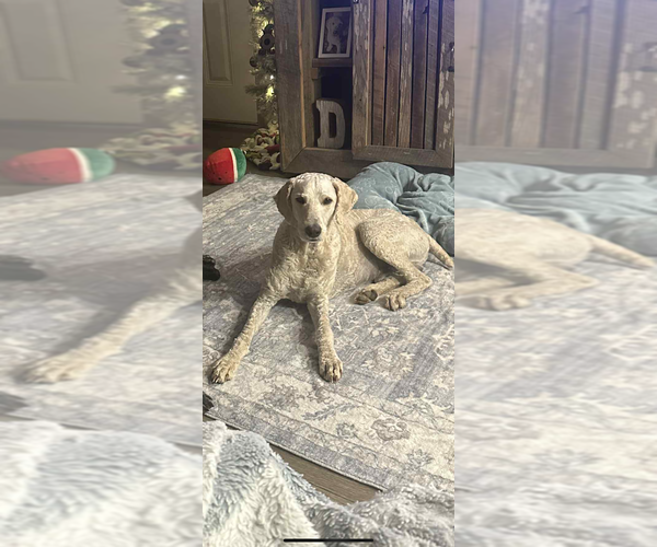 Medium Photo #1 Goldendoodle Puppy For Sale in HAZEL GREEN, KY, USA