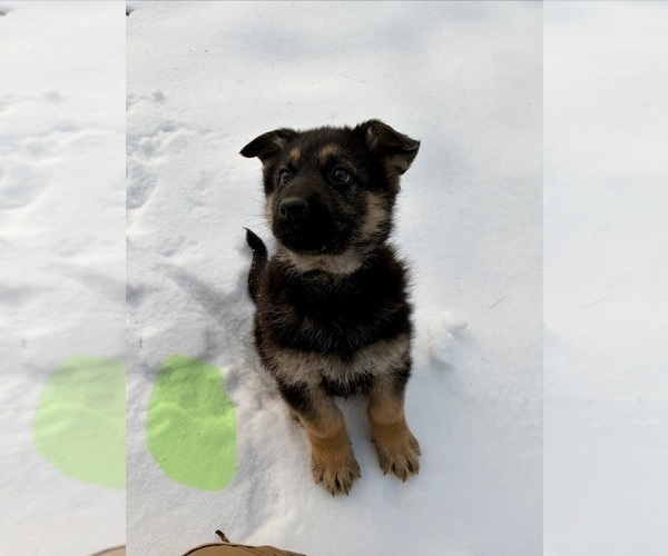 Medium Photo #3 German Shepherd Dog Puppy For Sale in BEARDSTOWN, IL, USA