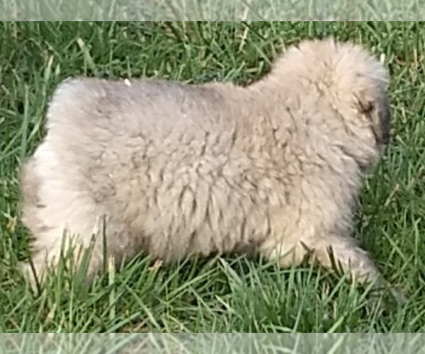 Medium Photo #4 Bouvier Des Flandres Puppy For Sale in AMBOY, WA, USA