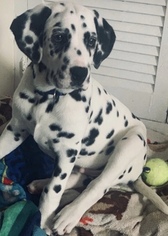 Dalmatian Puppy for sale in ORLANDO, FL, USA