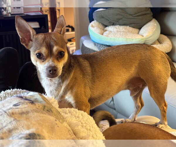 Medium Photo #4 Chihuahua-Unknown Mix Puppy For Sale in Minneapolis, MN, USA