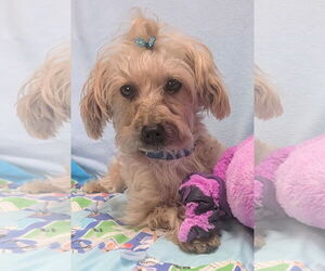 Mutt Dogs for adoption in Bon Carbo, CO, USA