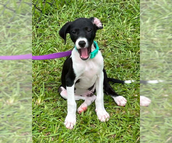 Medium Photo #4 Mutt Puppy For Sale in Tarrytown, GA, USA