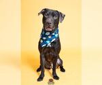 Small #1 Labrador Retriever