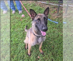 Mutt Dogs for adoption in Imlay City, MI, USA