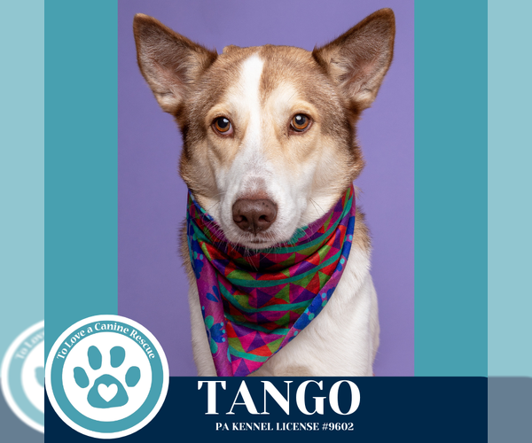 Medium Photo #8 Huskies -Unknown Mix Puppy For Sale in Kimberton, PA, USA