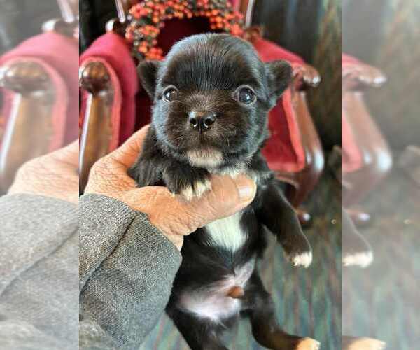 Medium Photo #4 Chihuahua Puppy For Sale in NEWVILLE, PA, USA