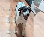 Small Photo #3 Great Pyrenees-Unknown Mix Puppy For Sale in Boston, MA, USA