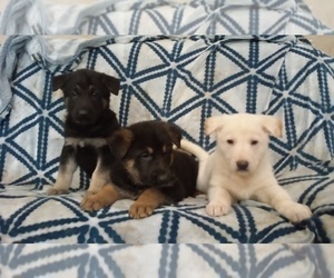 German Shepherd Dog Puppy for sale in WEEDSPORT, NY, USA