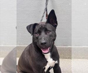 German Shepherd Dog-Unknown Mix Dogs for adoption in Las Vegas, NV, USA