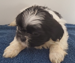 Shih Tzu Puppy for sale in PERHAM, MN, USA