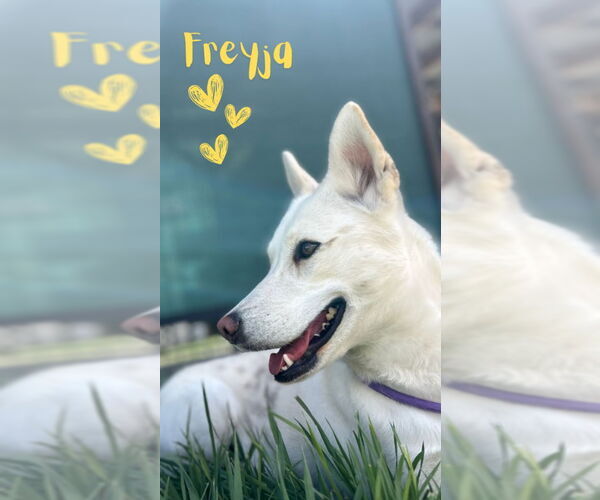Medium Photo #1 German Shepherd Dog-Huskies  Mix Puppy For Sale in Monte Vista, CO, USA