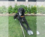 Small #1 Great Dane
