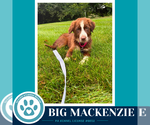 Small Australian Shepherd